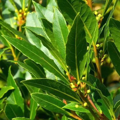 Aromatic Bay Laurel Seeds 