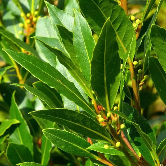 Aromatic Bay Laurel Seeds 