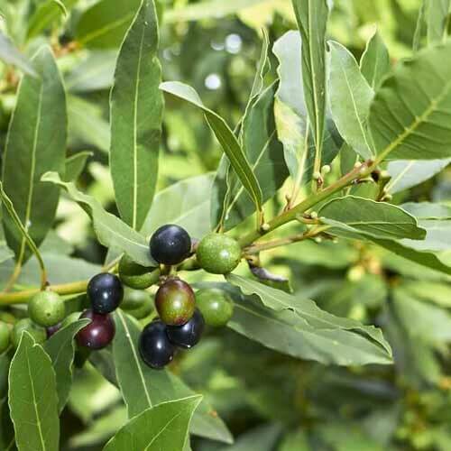 Aromatic Bay Laurel Seeds 