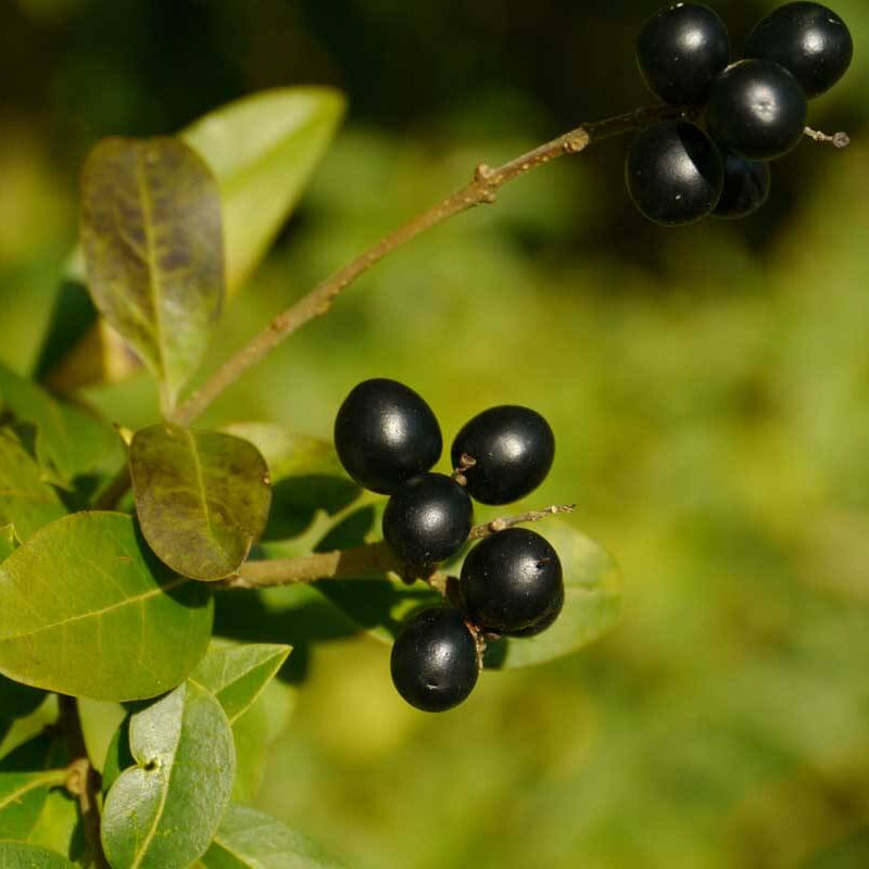 Aromatic Bay Laurel Seeds 