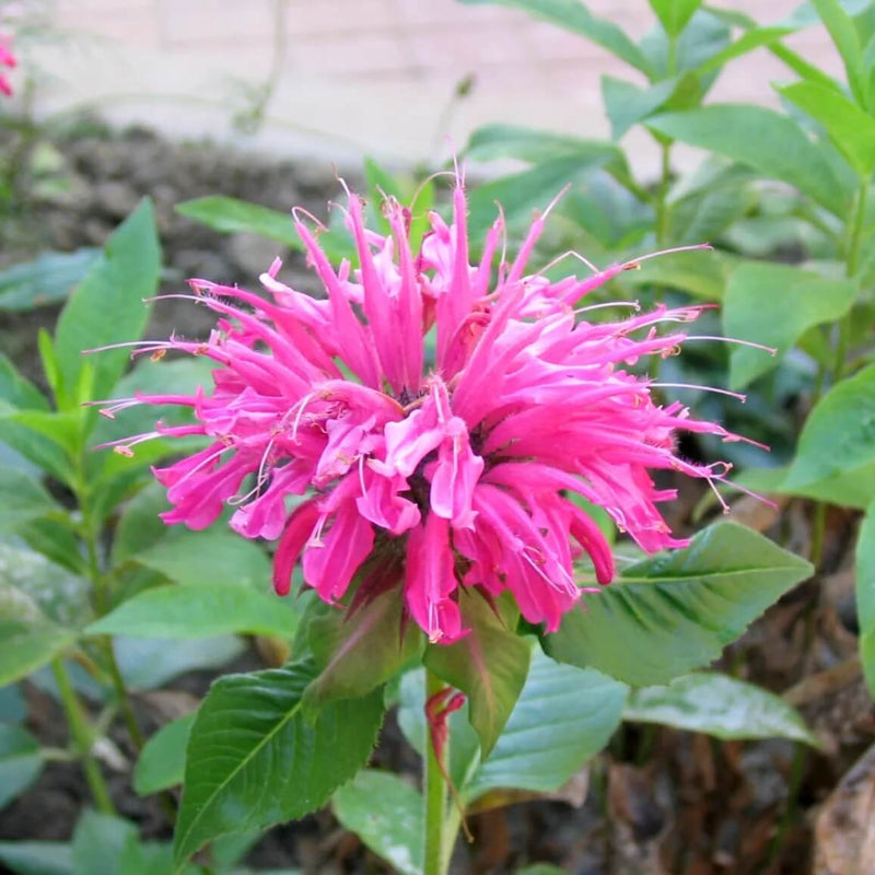 Aromatic Bergamot Seeds - Fruit Plant Seeds for Home Gardens
