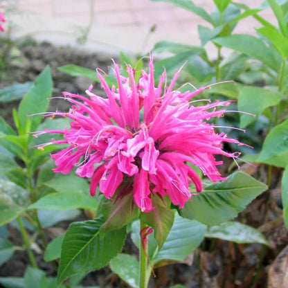 Aromatic Bergamot Seeds - Fruit Plant Seeds for Home Gardens