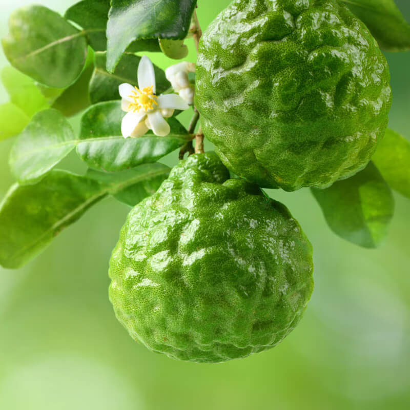 Aromatic Bergamot Seeds - Fruit Plant Seeds for Home Gardens