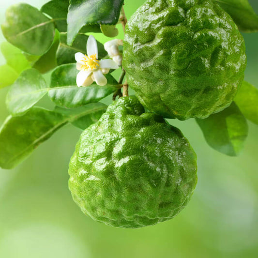 Aromatic Bergamot Seeds - Fruit Plant Seeds for Home Gardens