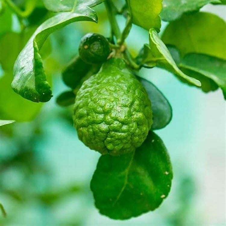 Aromatic Bergamot Seeds - Fruit Plant Seeds for Home Gardens