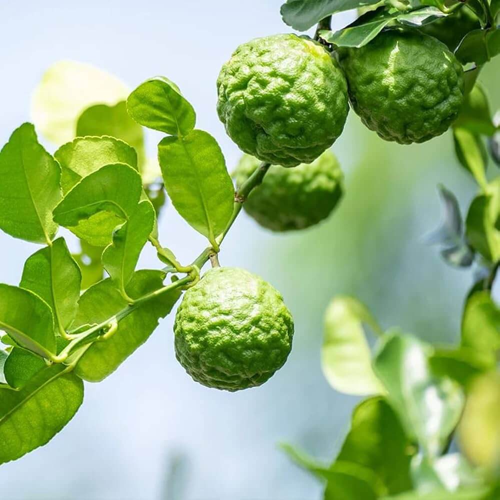 Aromatic Bergamot Seeds - Fruit Plant Seeds for Home Gardens