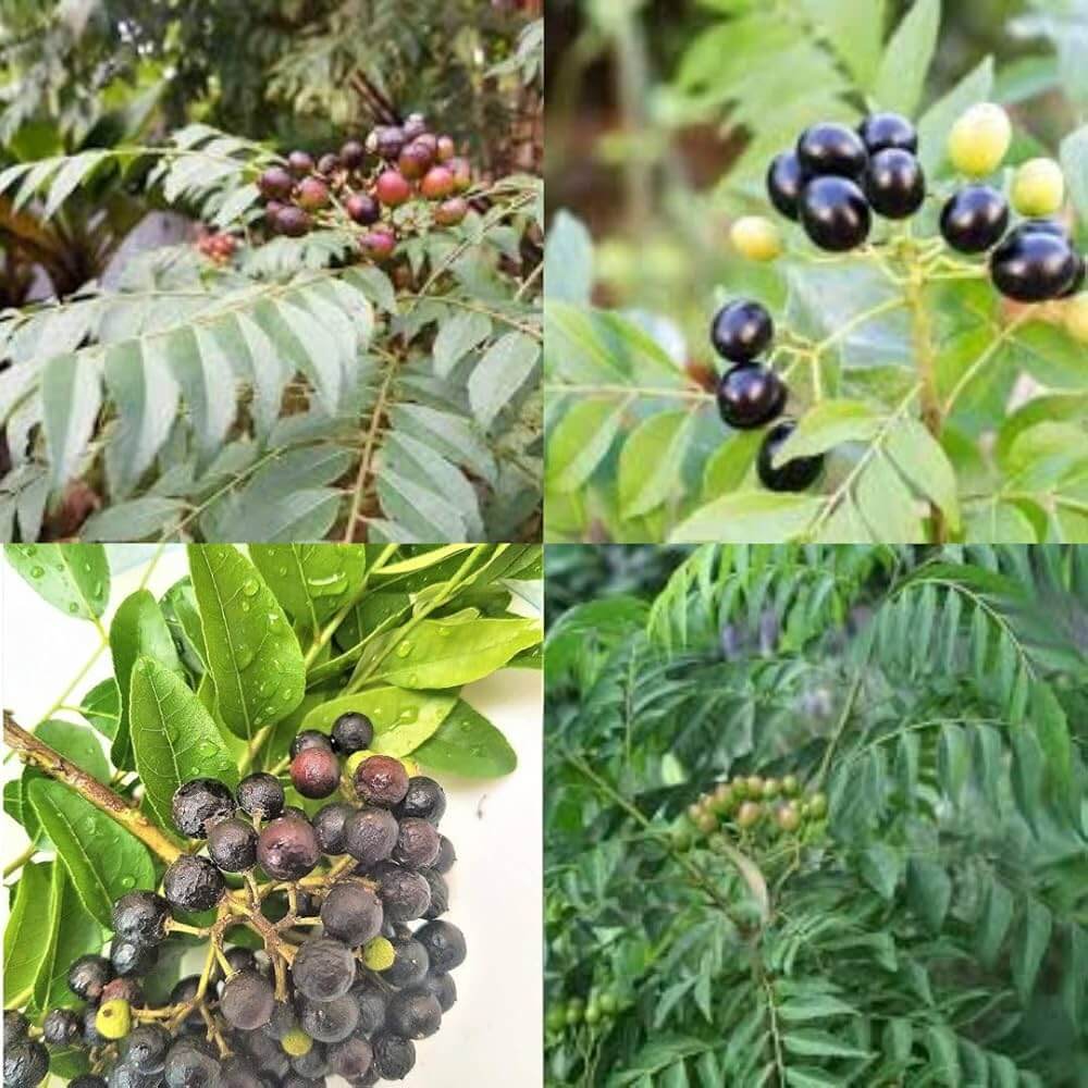 Aromatic Curry Leaf Seeds
