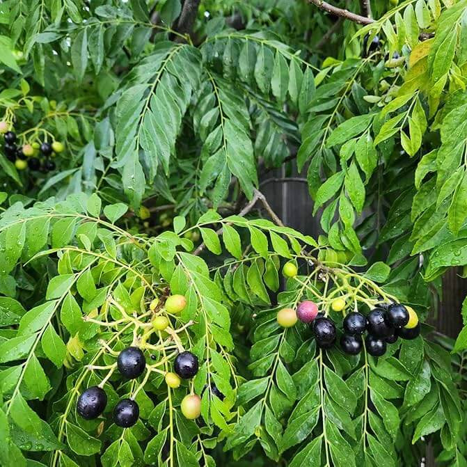 Aromatic Curry Leaf Seeds