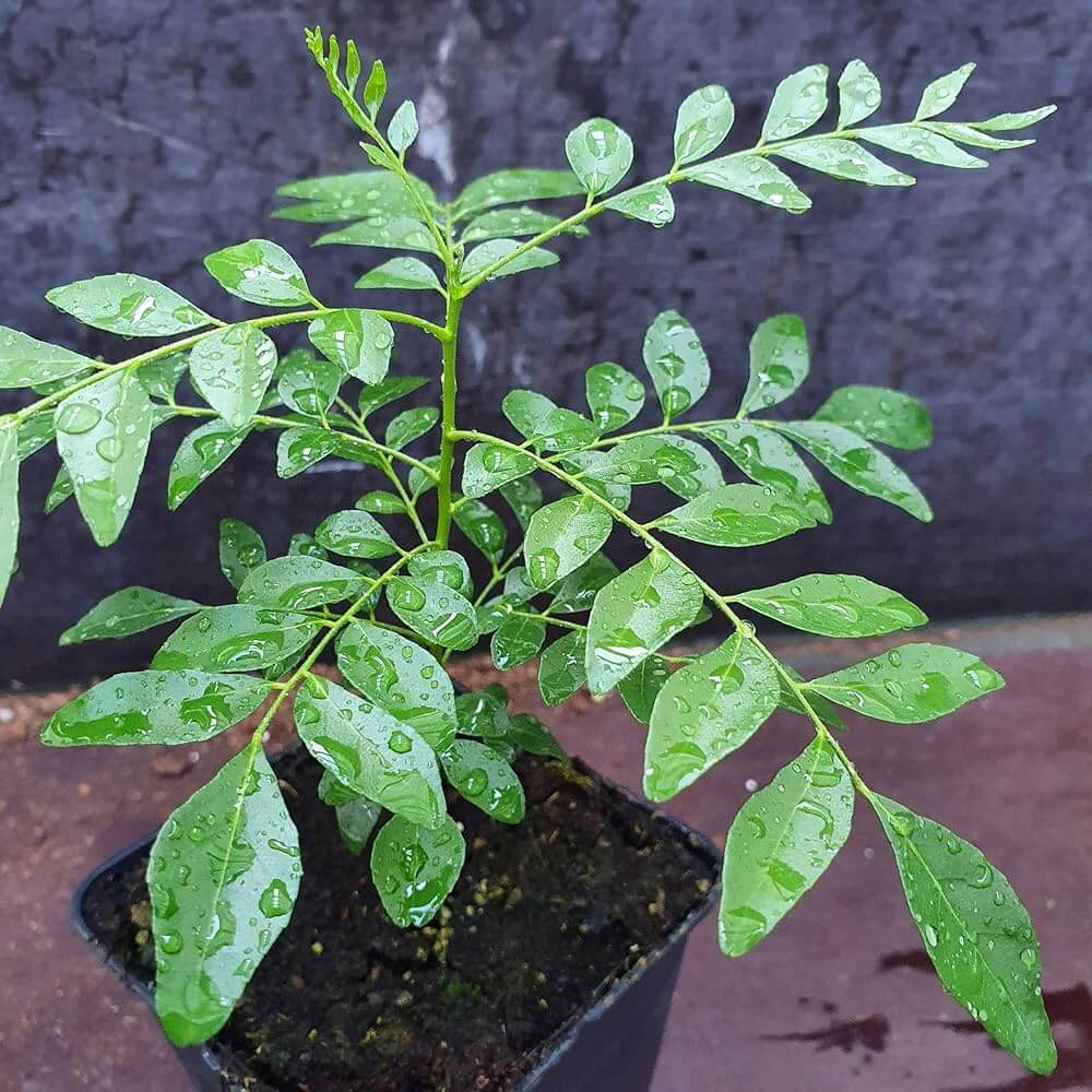 Aromatic Curry Leaf Seeds