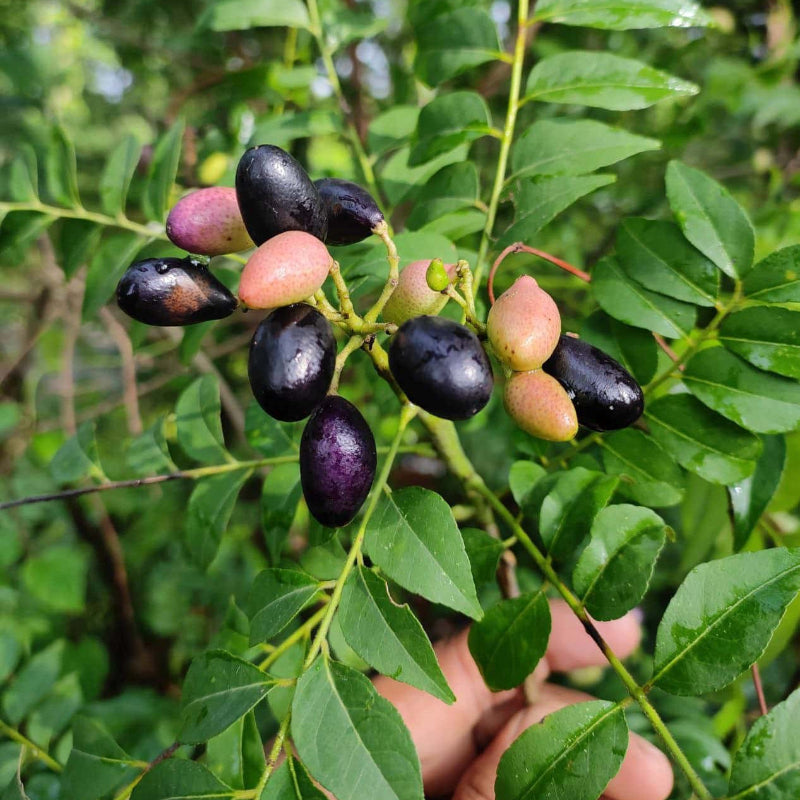 Aromatic Curry Leaf Seeds