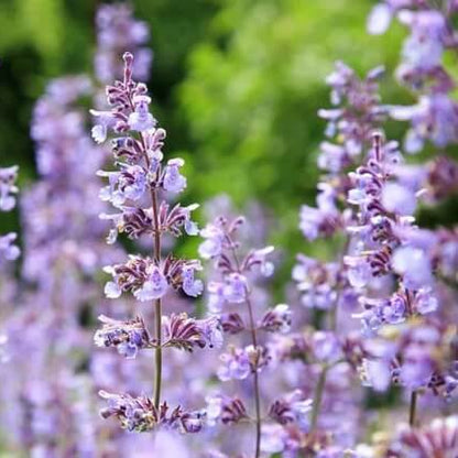 Aromatic Perennial Catmint Seeds 