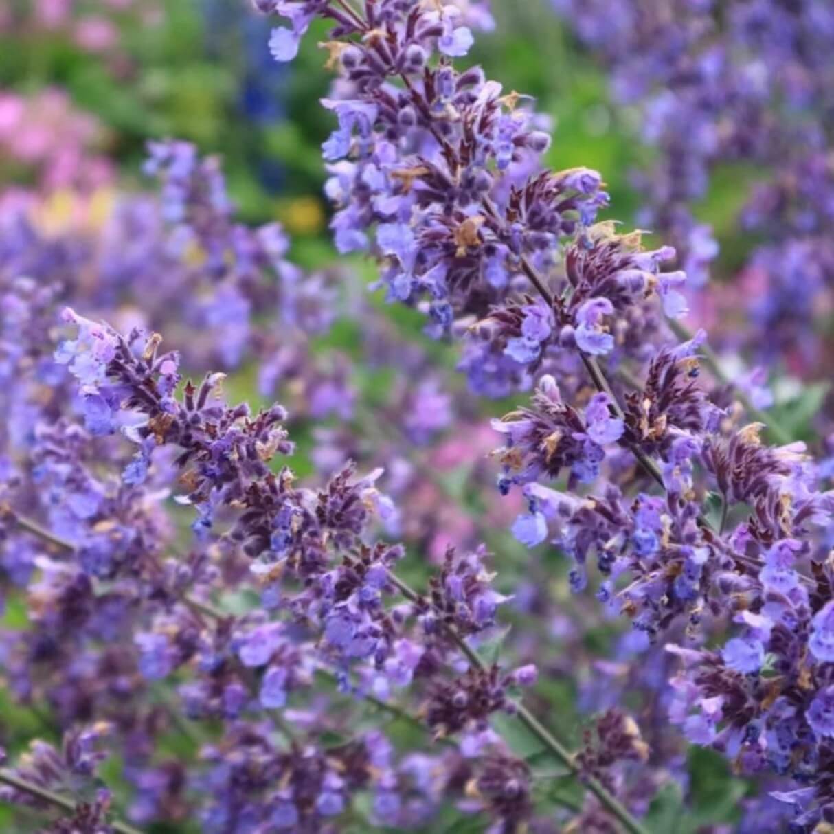 Aromatic Perennial Catmint Seeds 