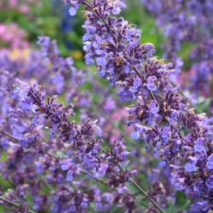 Aromatic Perennial Catmint Seeds 