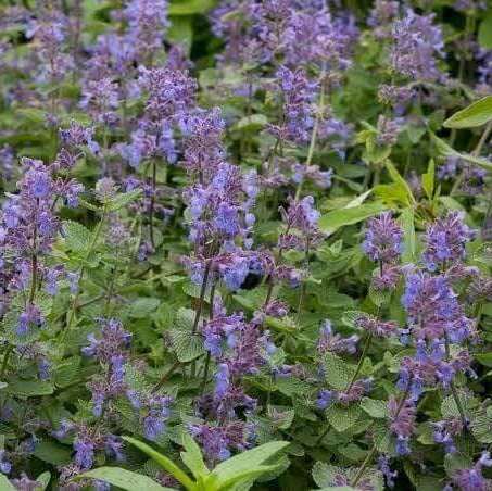 Aromatic Perennial Catmint Seeds 