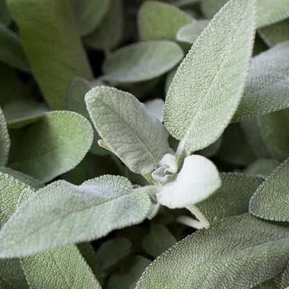 Aromatic Sage Seeds