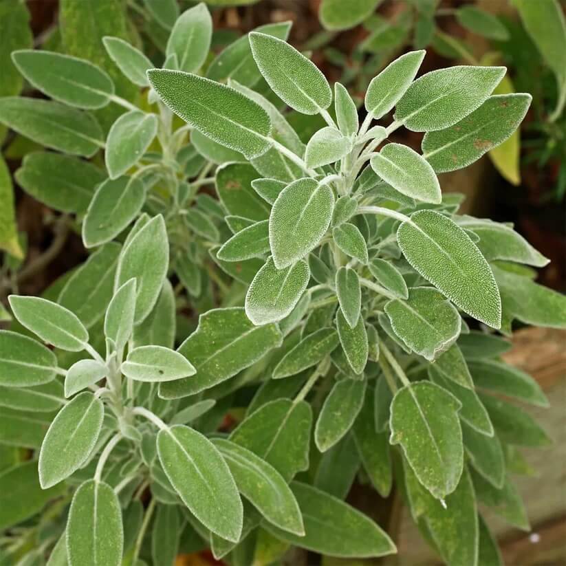 Aromatic Sage Seeds