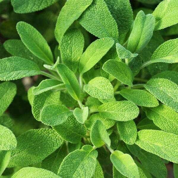 Aromatic Sage Seeds