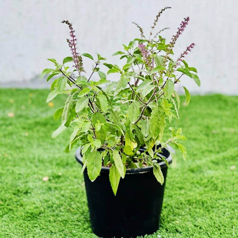 Aromatic Tulsi Basil Plant Seeds - Herbal Plant