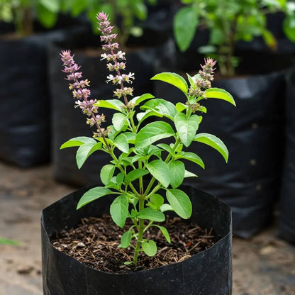Aromatic Tulsi Basil Plant Seeds - Herbal Plant