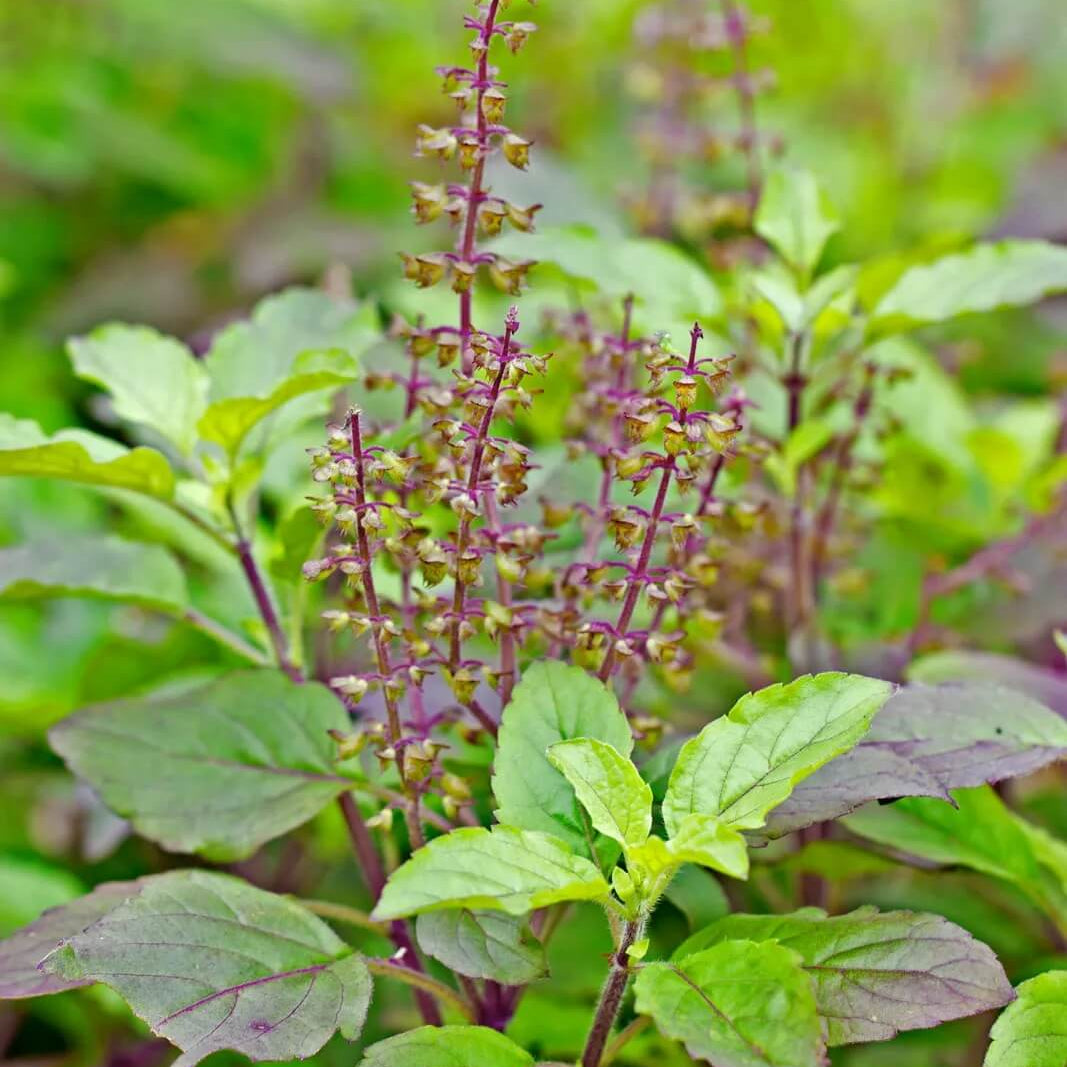 Aromatic Tulsi Basil Plant Seeds - Herbal Plant