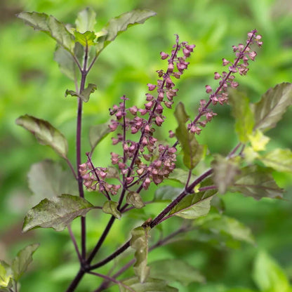 Aromatic Tulsi Basil Plant Seeds - Herbal Plant