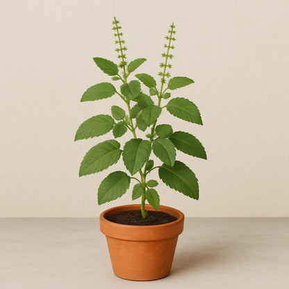Aromatic Tulsi Basil Plant Seeds - Herbal Plant