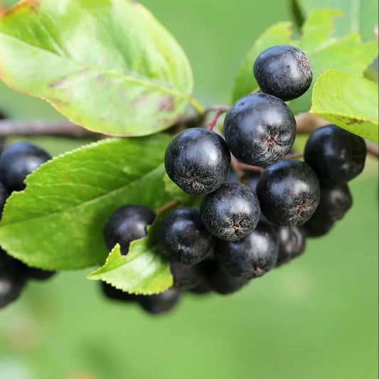 Aronia berry seeds - Fruit Plant