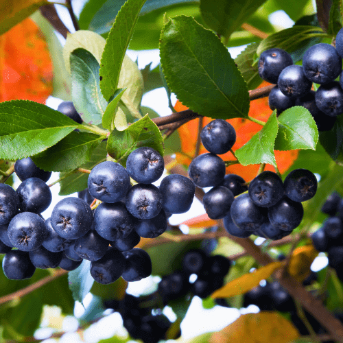 Aronia berry seeds - Fruit Plant