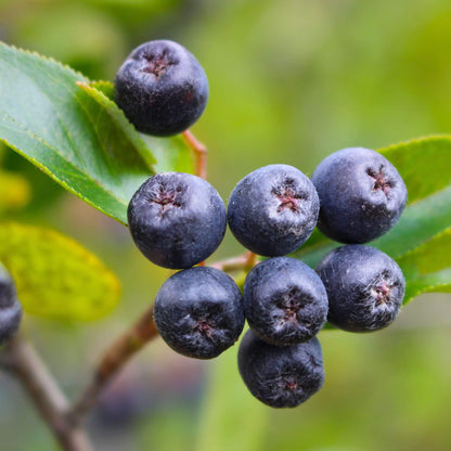 Aronia berry seeds - Fruit Plant