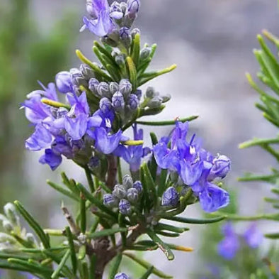 Arp Rosemary Seeds - Herbal plant