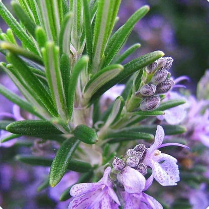 Arp Rosemary Seeds - Herbal plant