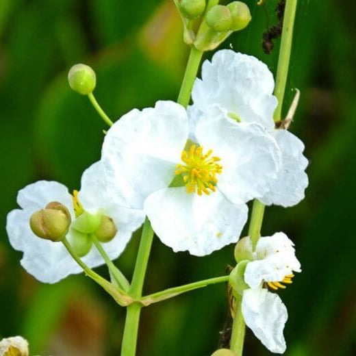 Arrowhead Seeds - Heirloom Flower Plant for Home Gardens