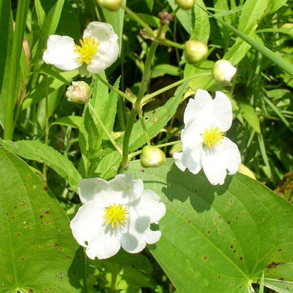 Arrowhead Seeds - Heirloom Flower Plant for Home Gardens