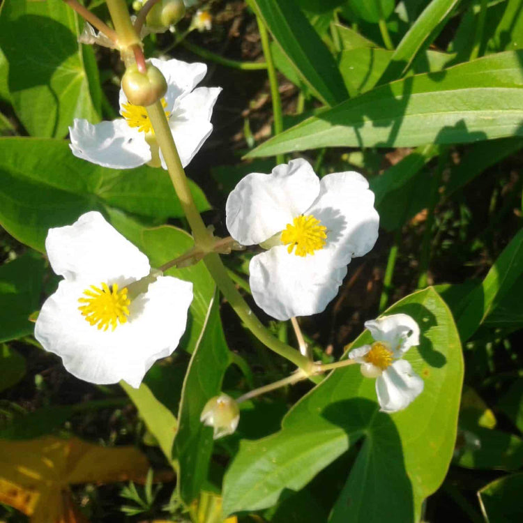 Arrowhead Seeds - Heirloom Flower Plant for Home Gardens