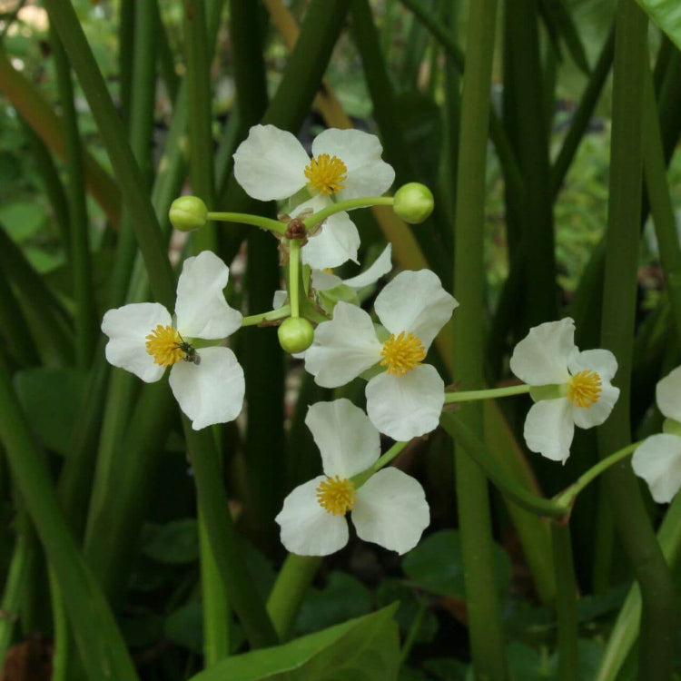 Arrowhead Seeds - Heirloom Flower Plant for Home Gardens