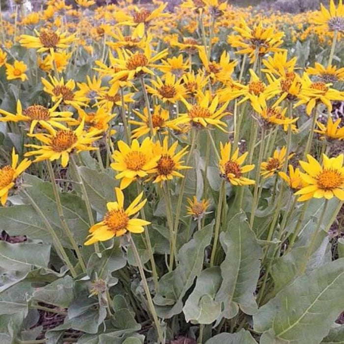 Arrowleaf lover Seeds - Herbal Plant