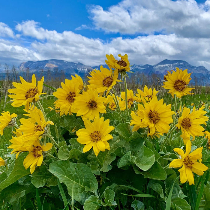 Arrowleaf lover Seeds - Herbal Plant