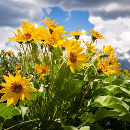 Arrowleaf lover Seeds - Herbal Plant