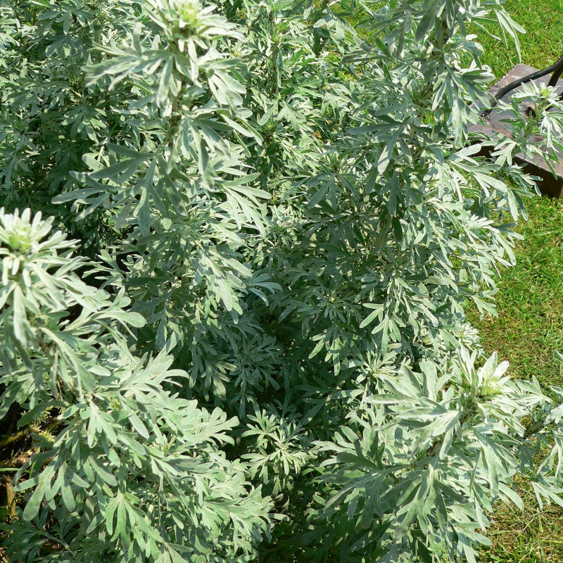 Artemisia Absinthium Wormwood Seeds