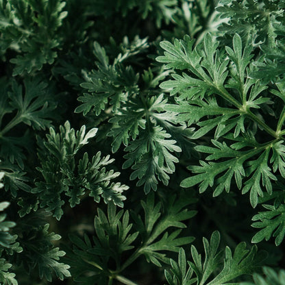 Artemisia Absinthium Wormwood Seeds