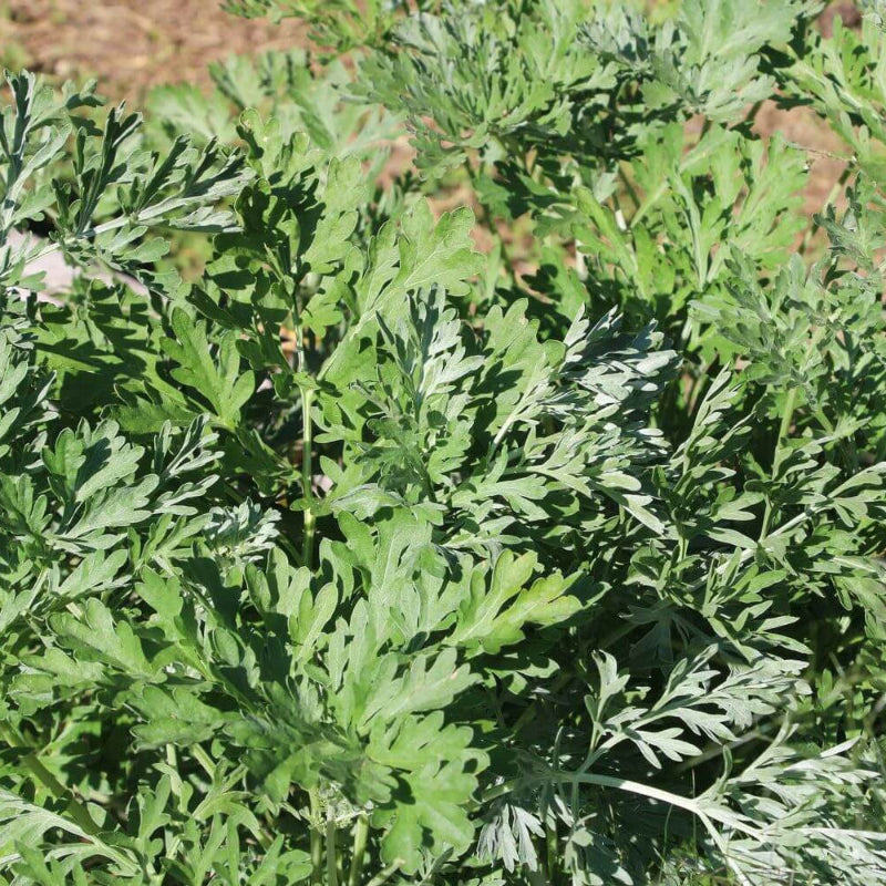 Artemisia Absinthium Wormwood Seeds