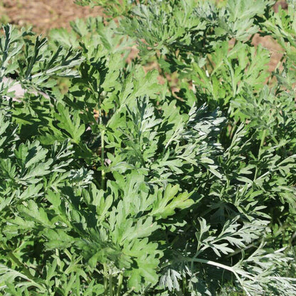 Artemisia Absinthium Wormwood Seeds