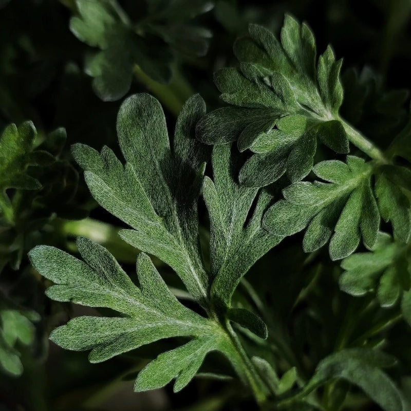 Artemisia Absinthium Wormwood Seeds