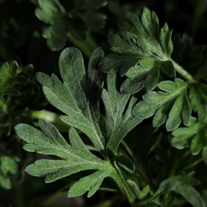 Artemisia Absinthium Wormwood Seeds