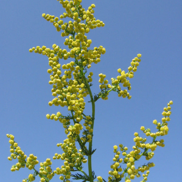 Artemisia Annua Seeds - Herbal Plant