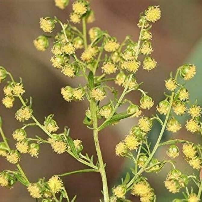 Artemisia Annua Seeds - Herbal Plant