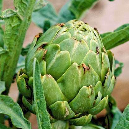 Artichoke seeds - Vegetable Plant
