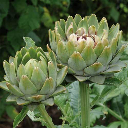 Artichoke seeds - Vegetable Plant