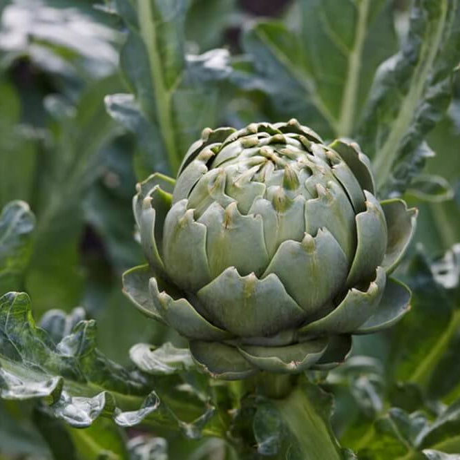 Artichoke seeds - Vegetable Plant