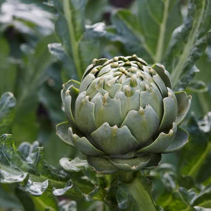 Artichoke seeds - Vegetable Plant
